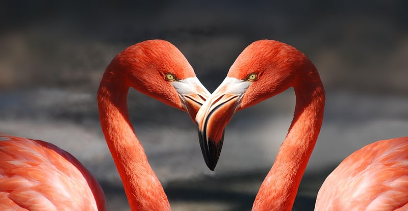 Loving-Kindness